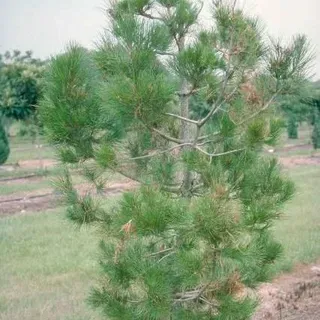 thumbnail for publication: Pinus brutia var. eldarica: Mondell Pine